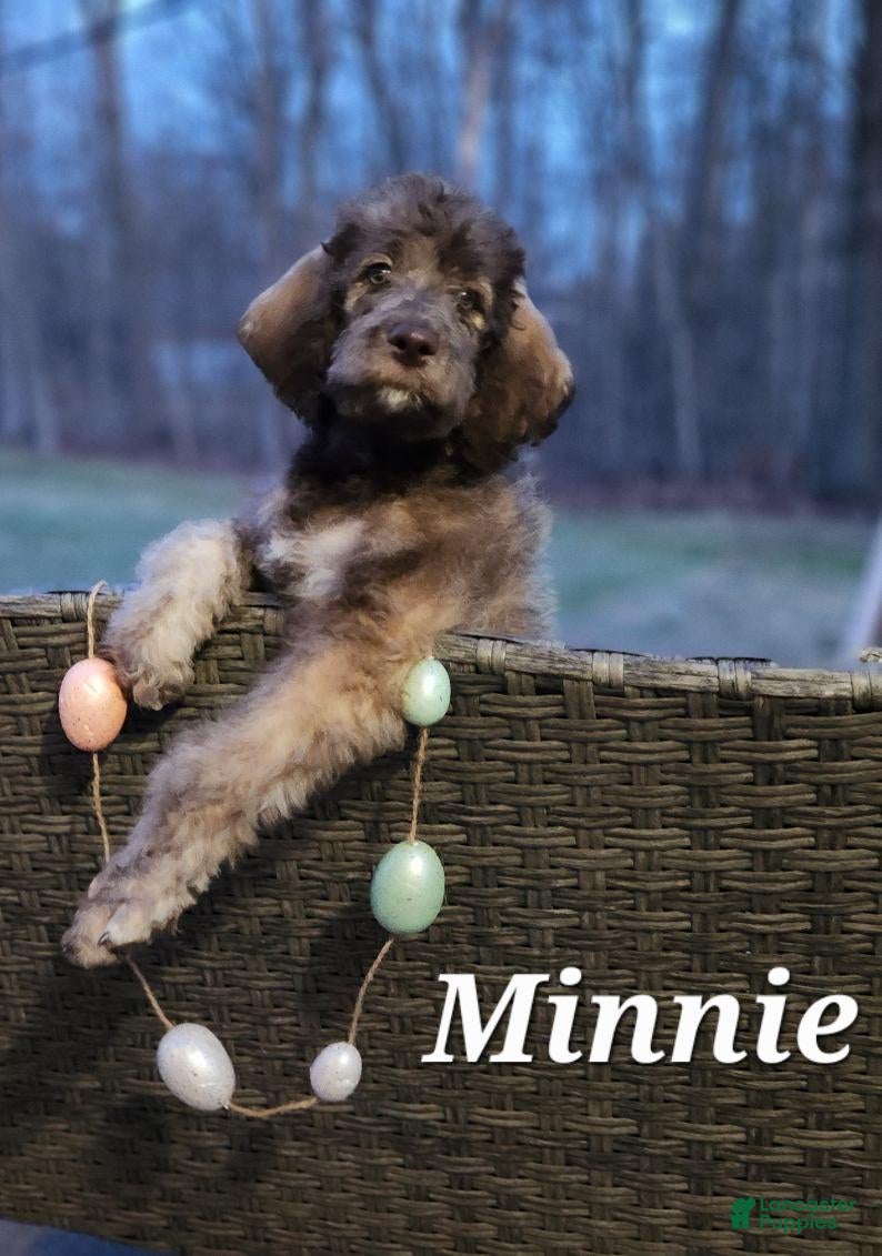 Labradoodle dogs Minnie - Ad 34