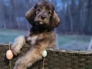 Labradoodle dogs Minnie - Ad 35