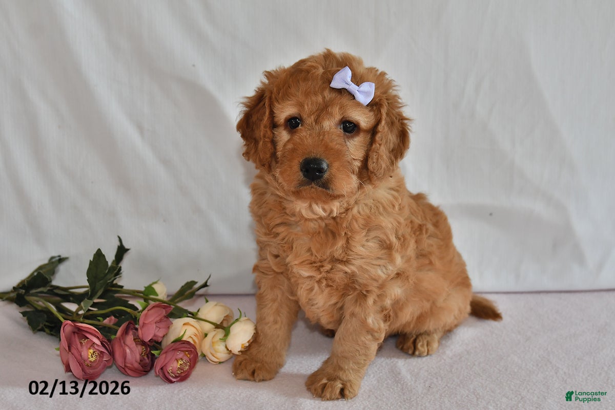Mini Goldendoodle dogs Letty - Ad 40