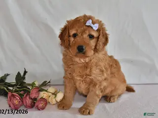 Mini Goldendoodle dogs Letty - Ad 40