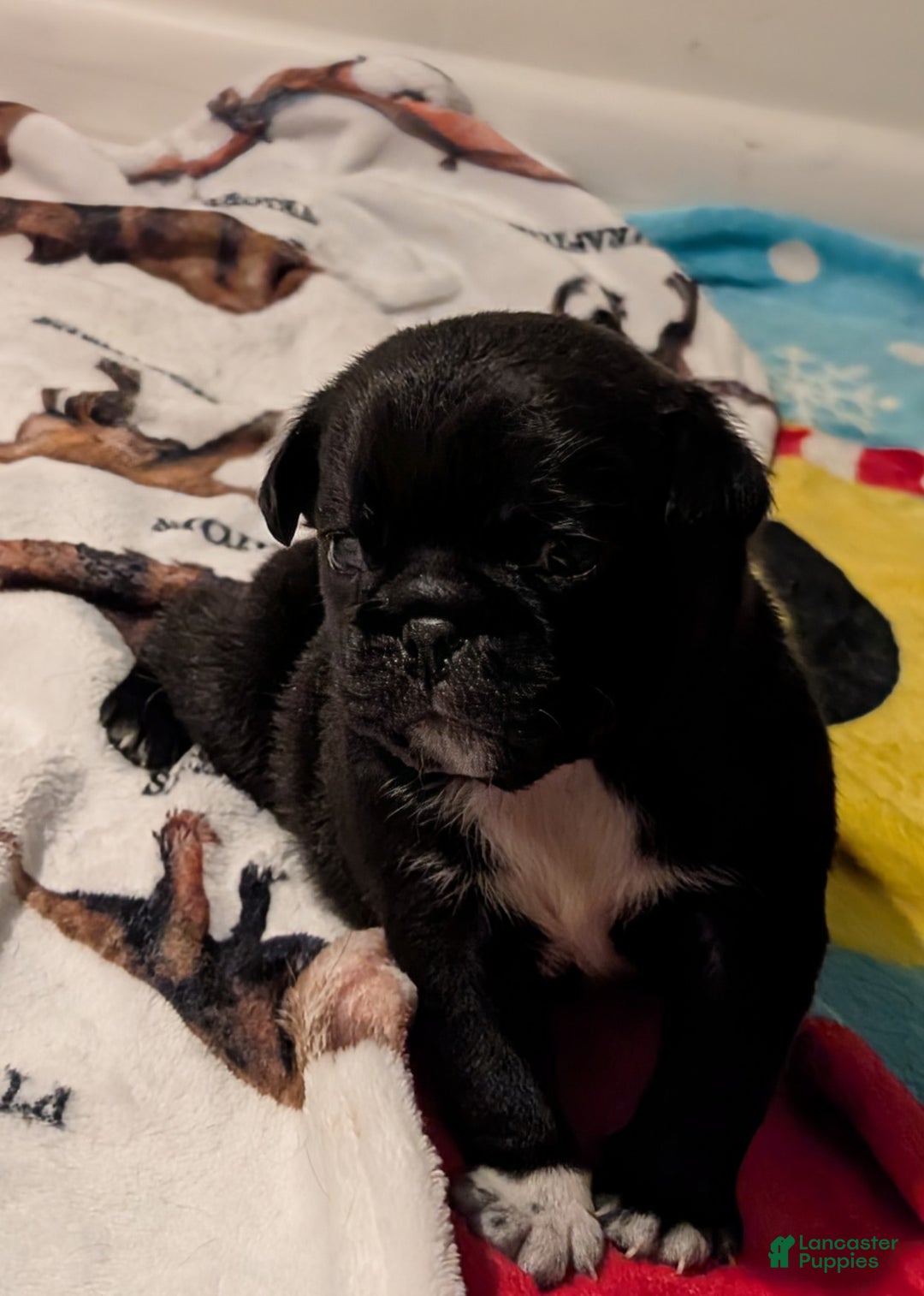 Puggle dogs for sale: Puggle Puppy 2 - Ad 5