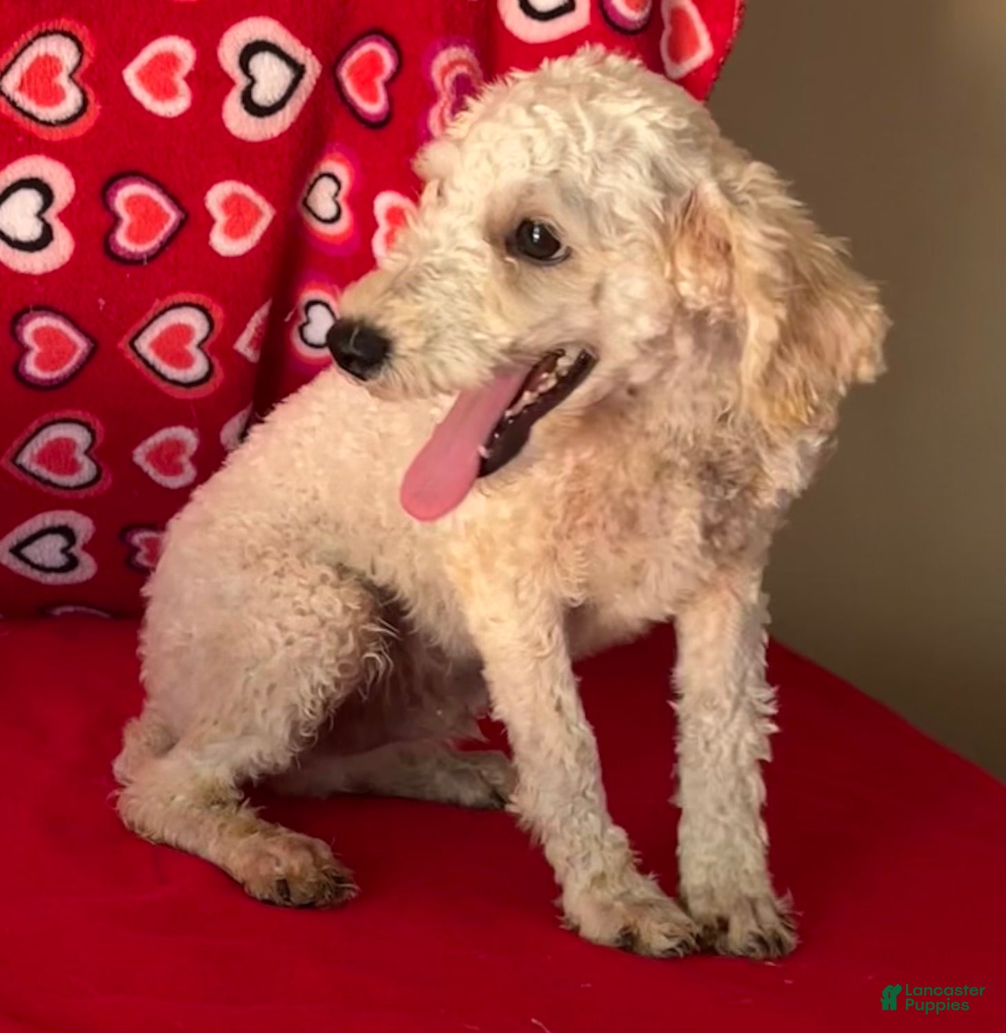 Toy Poodle dogs for sale: Mimi - Ad 2