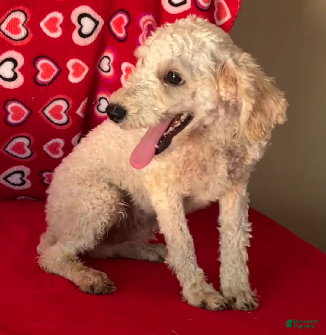 Toy Poodle dogs for sale: Mimi - Ad 2