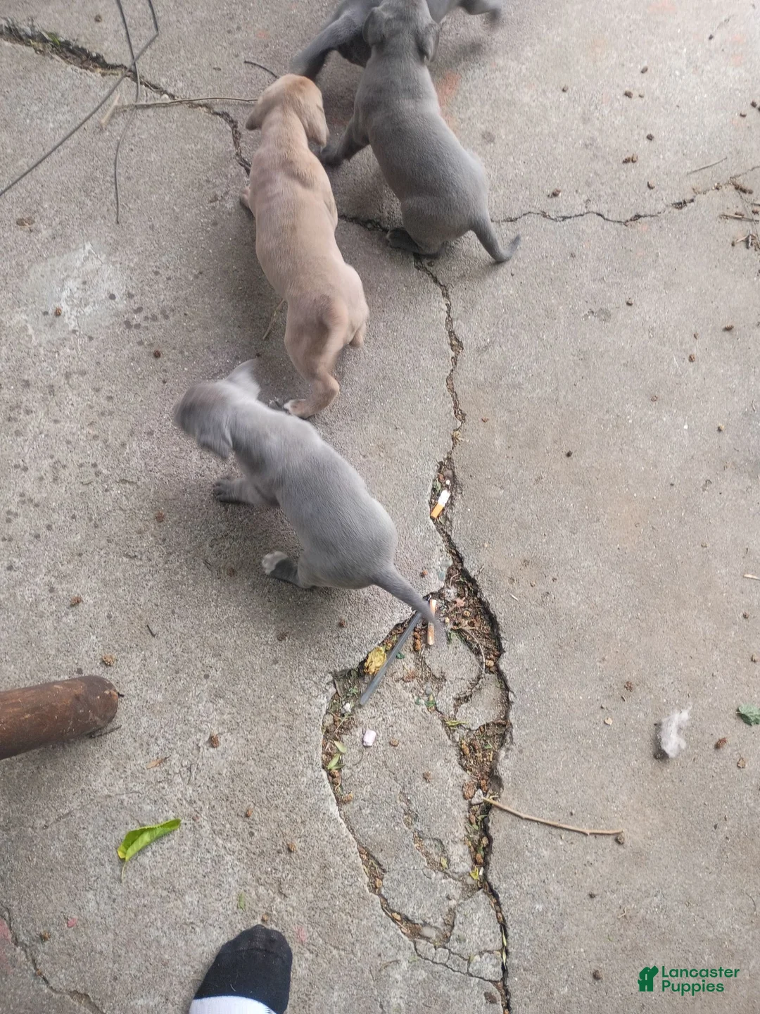 Mixed Breed dogs for sale: Cane Corso 3 - Ad 6