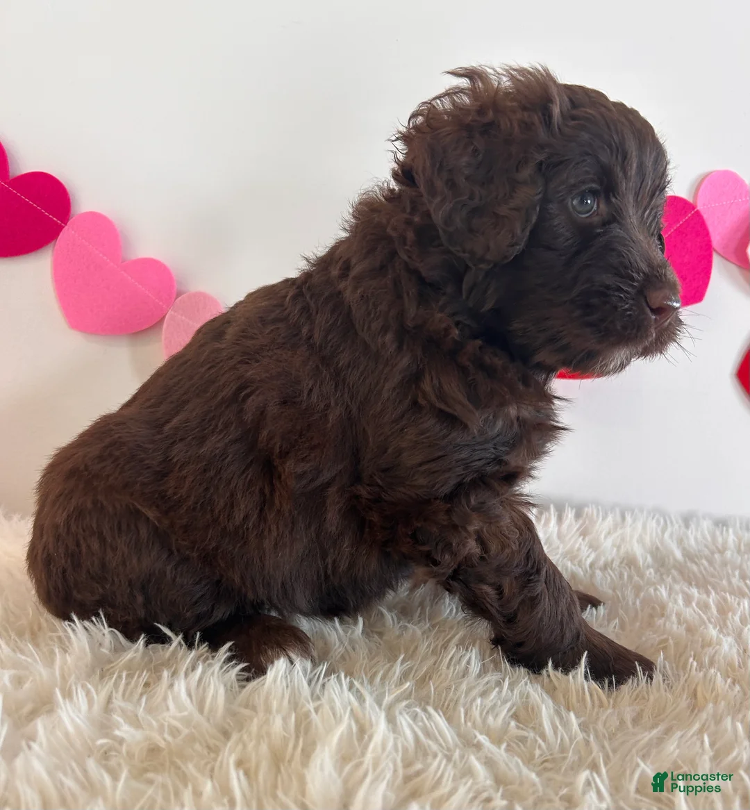 Portuguese Water Dog dogs for sale: Candy - Ad 3