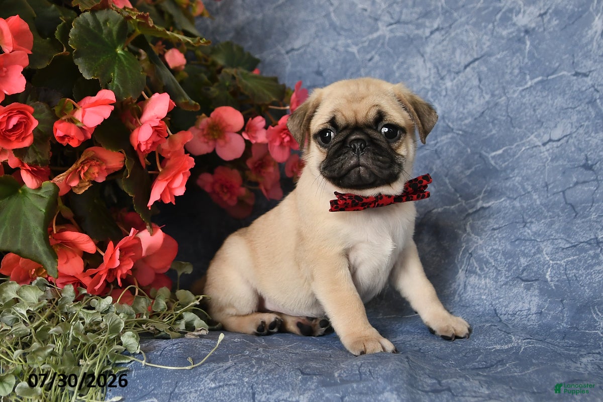Pug dogs Bingo - Ad 2
