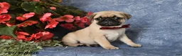 Pug dogs for sale: Bingo - Ad 2