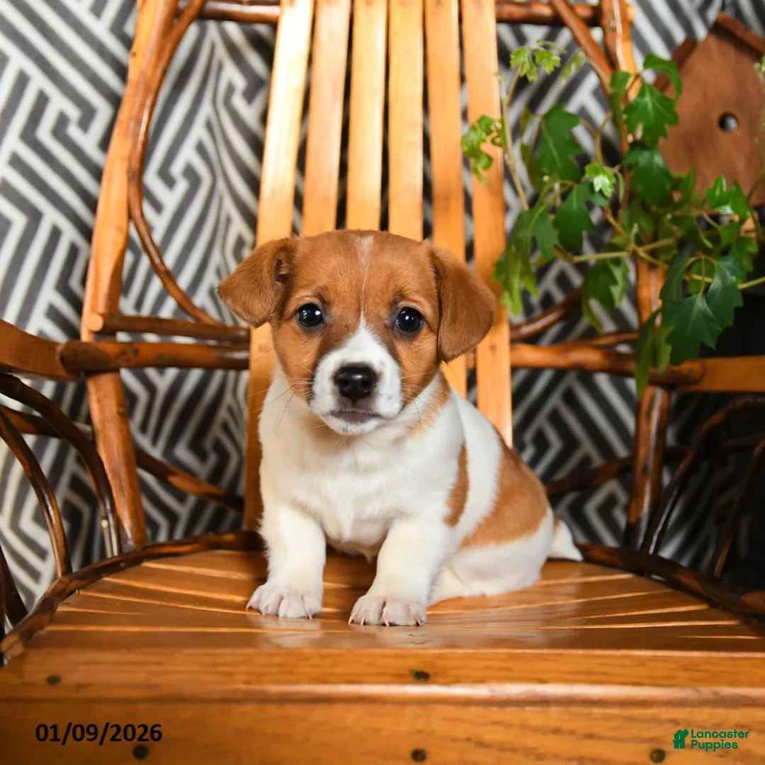 Jack Russell Terrier dogs for sale: Swiss - Ad 2