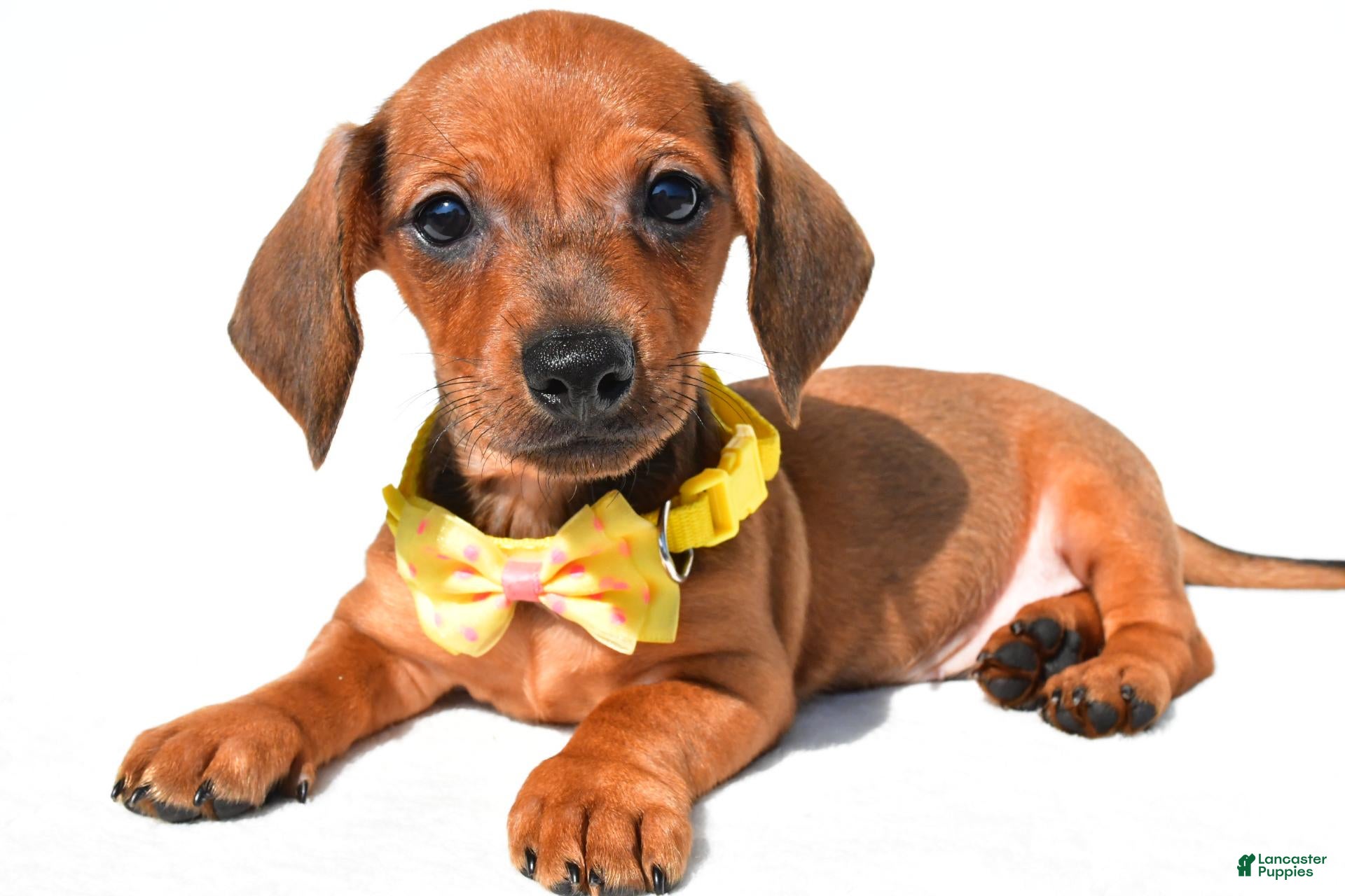 Miniature Dachshund dogs Jeff - Ad 1