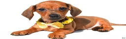 Miniature Dachshund dogs for sale: Jeff - Ad 1