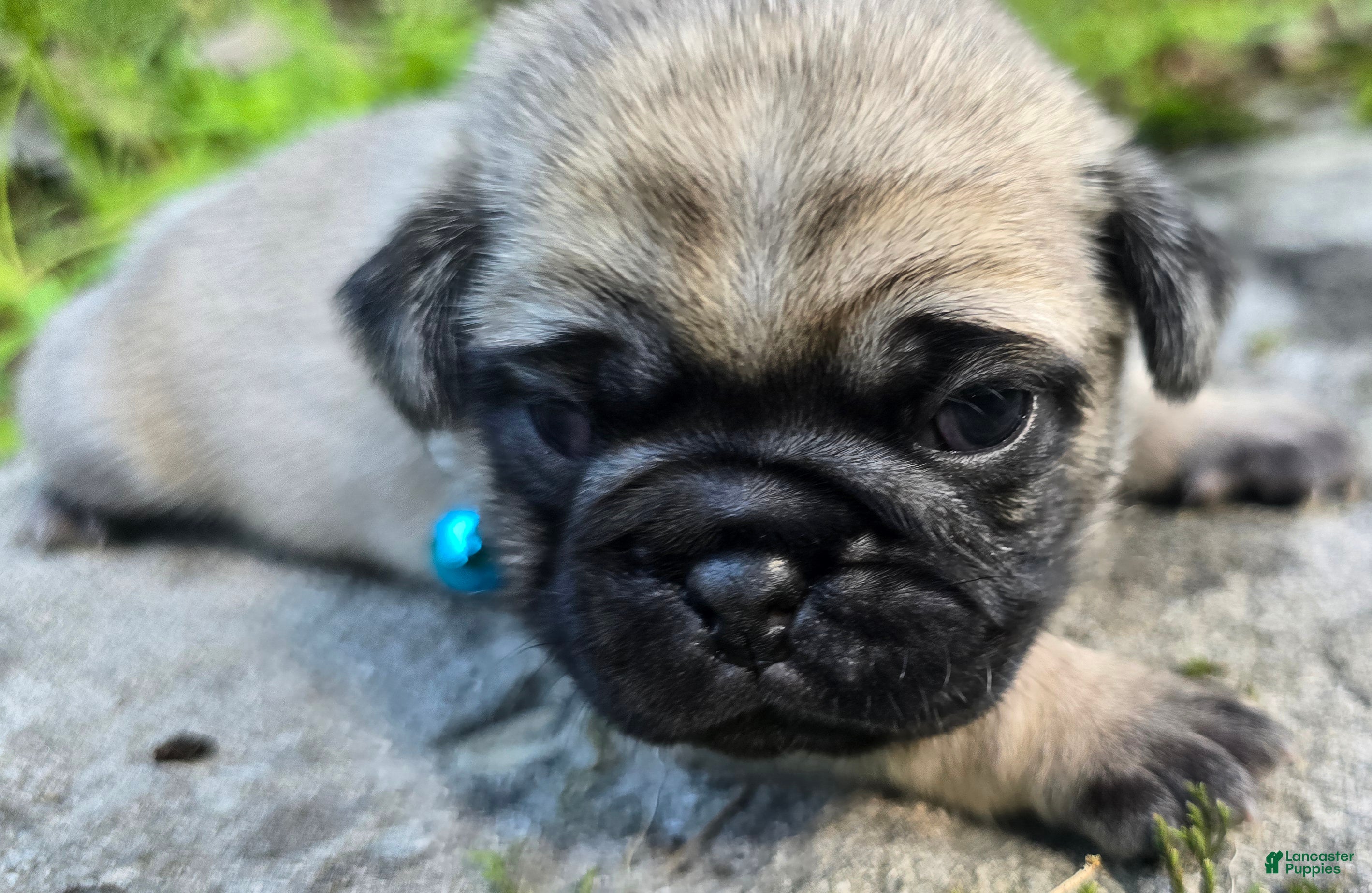 Pug dogs Jack - Ad 2