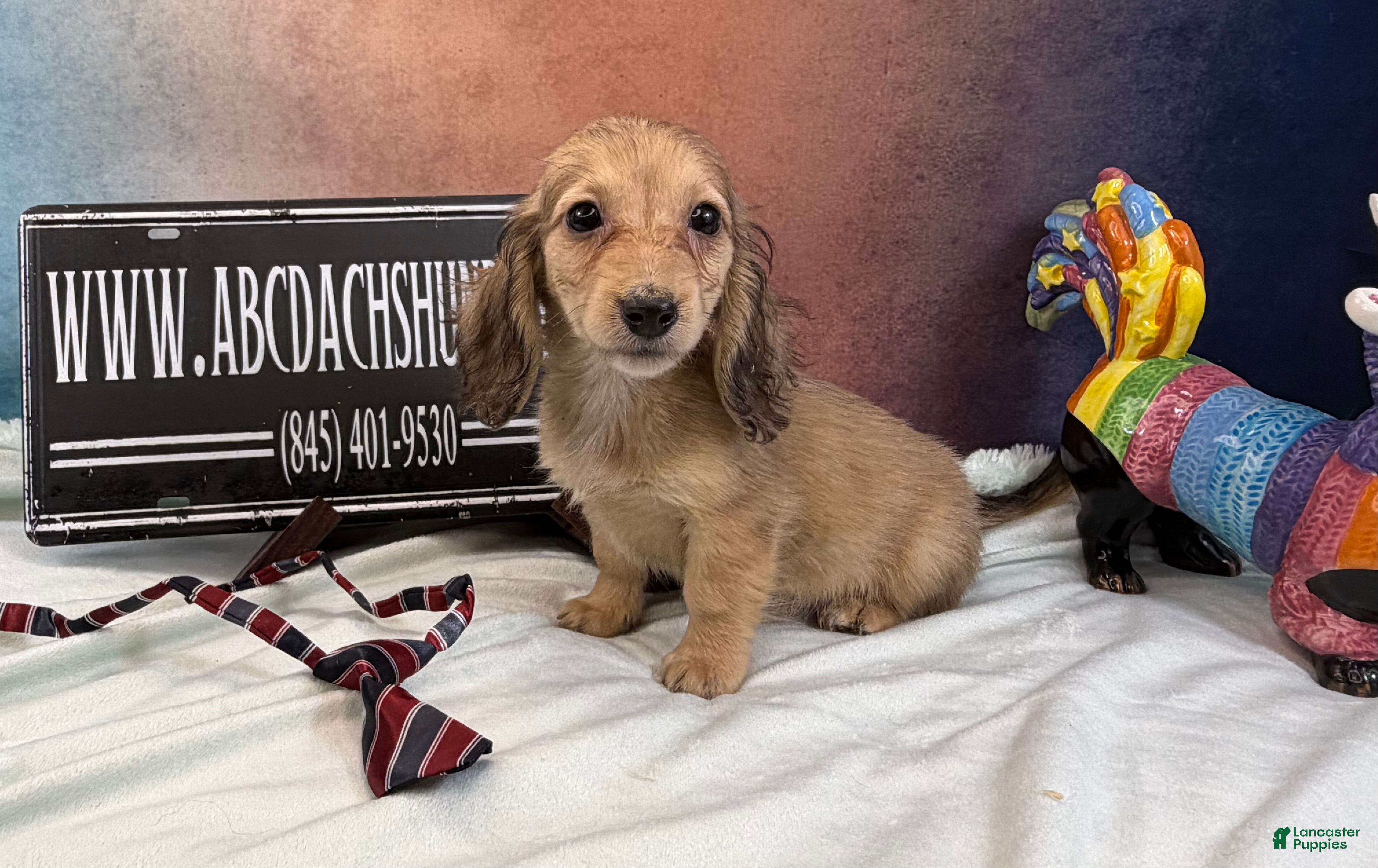 Miniature Dachshund dogs CReam boy - Ad 25