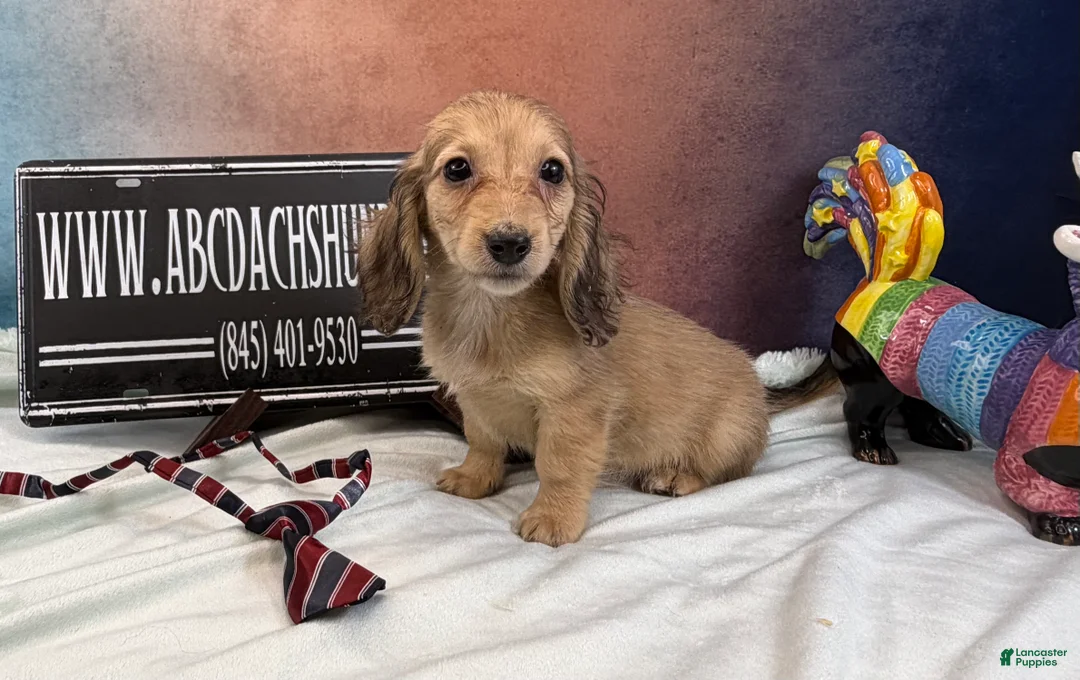 Miniature Dachshund dogs for sale: CReam boy - Ad 1