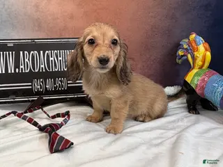 Miniature Dachshund dogs CReam boy - Ad 25