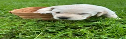 Labrador Retriever dogs for sale: Gerald Ford - Green - Ad 2
