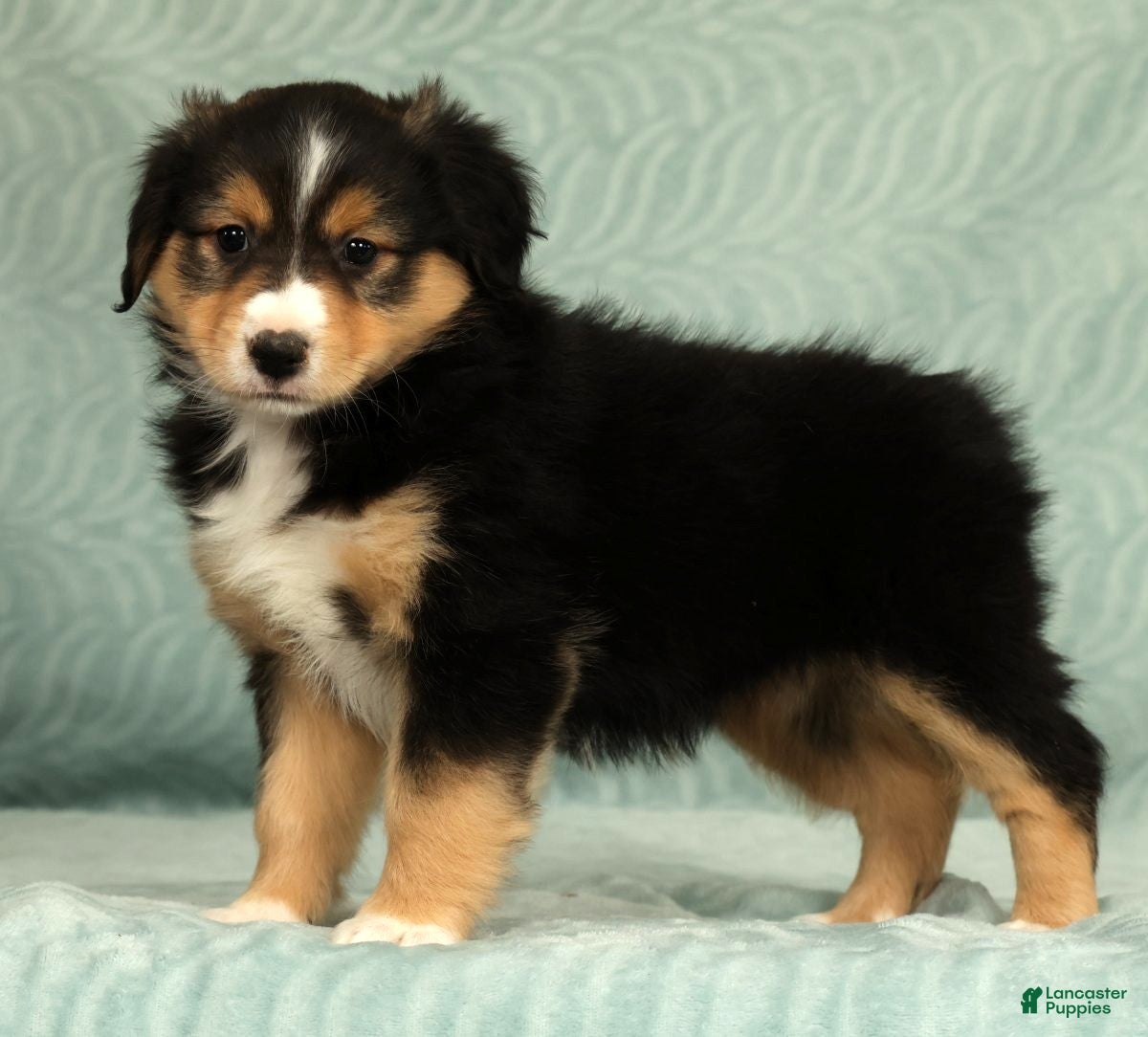 Australian Shepherd dogs for sale: Lady - Ad 5