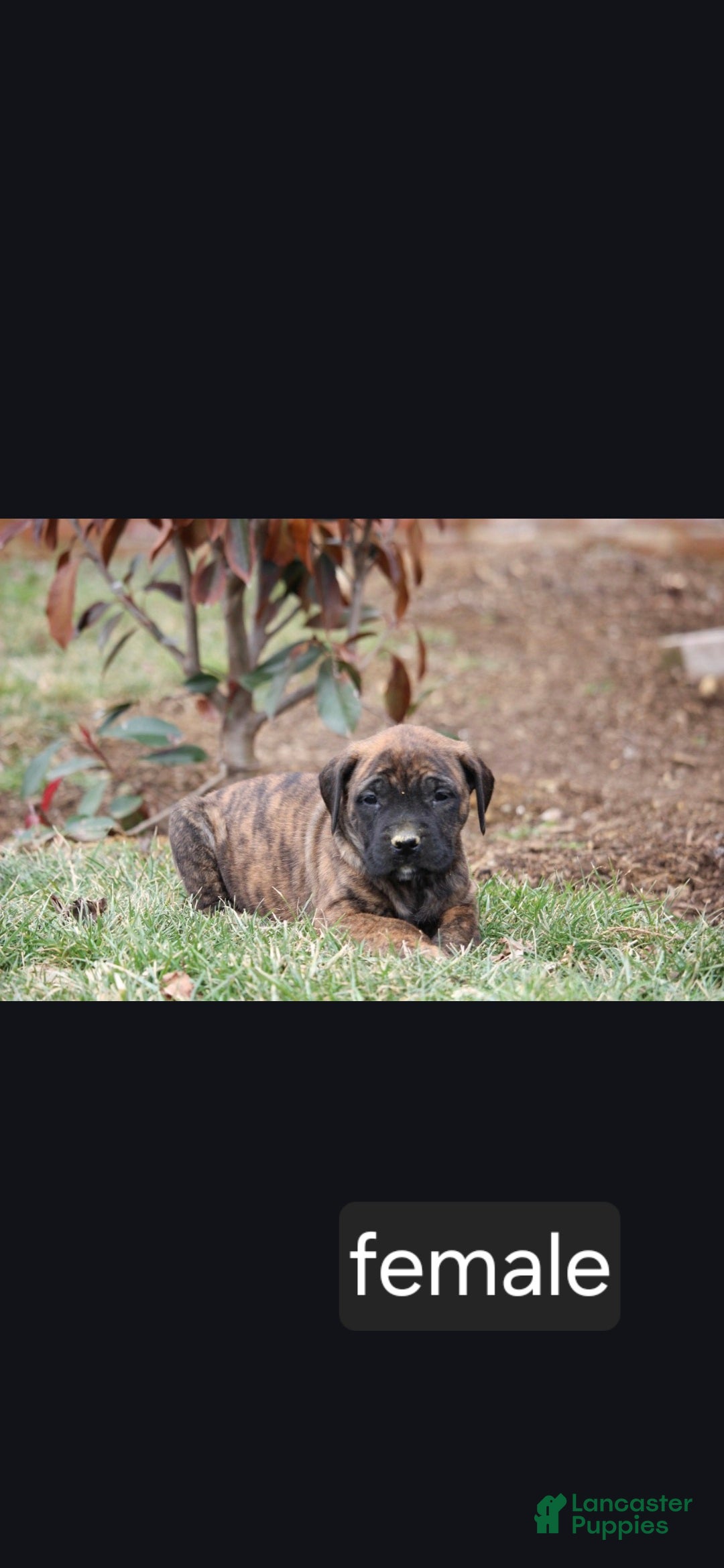 English Mastiff dogs Aspen - Ad 1
