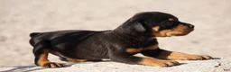Rottweiler dogs for sale: Rott M3 - Ad 3