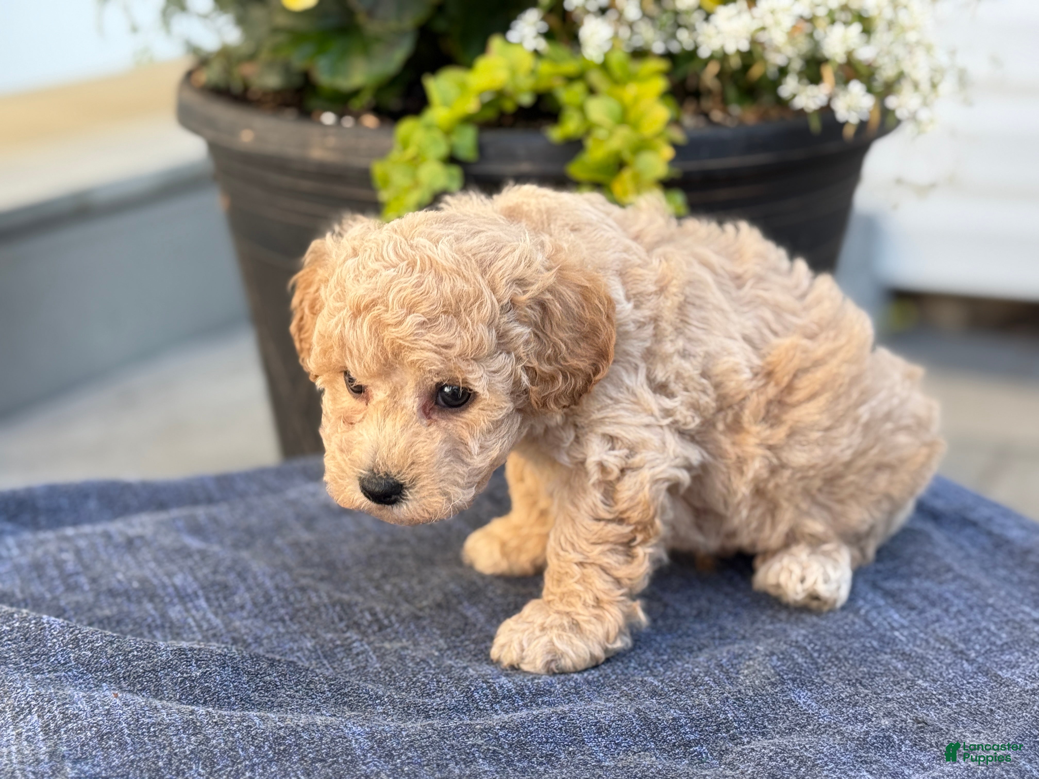 Bichpoo dogs for sale: Finn - Ad 11