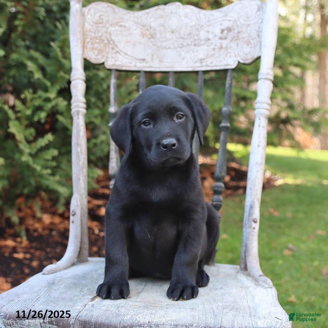 Labrador Retriever dogs for sale: Raine - Ad 1