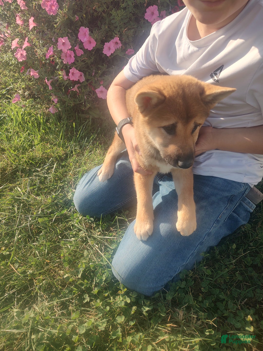 Shiba Inu dogs for sale: Shiba Inu Puppy 1 - Ad 6