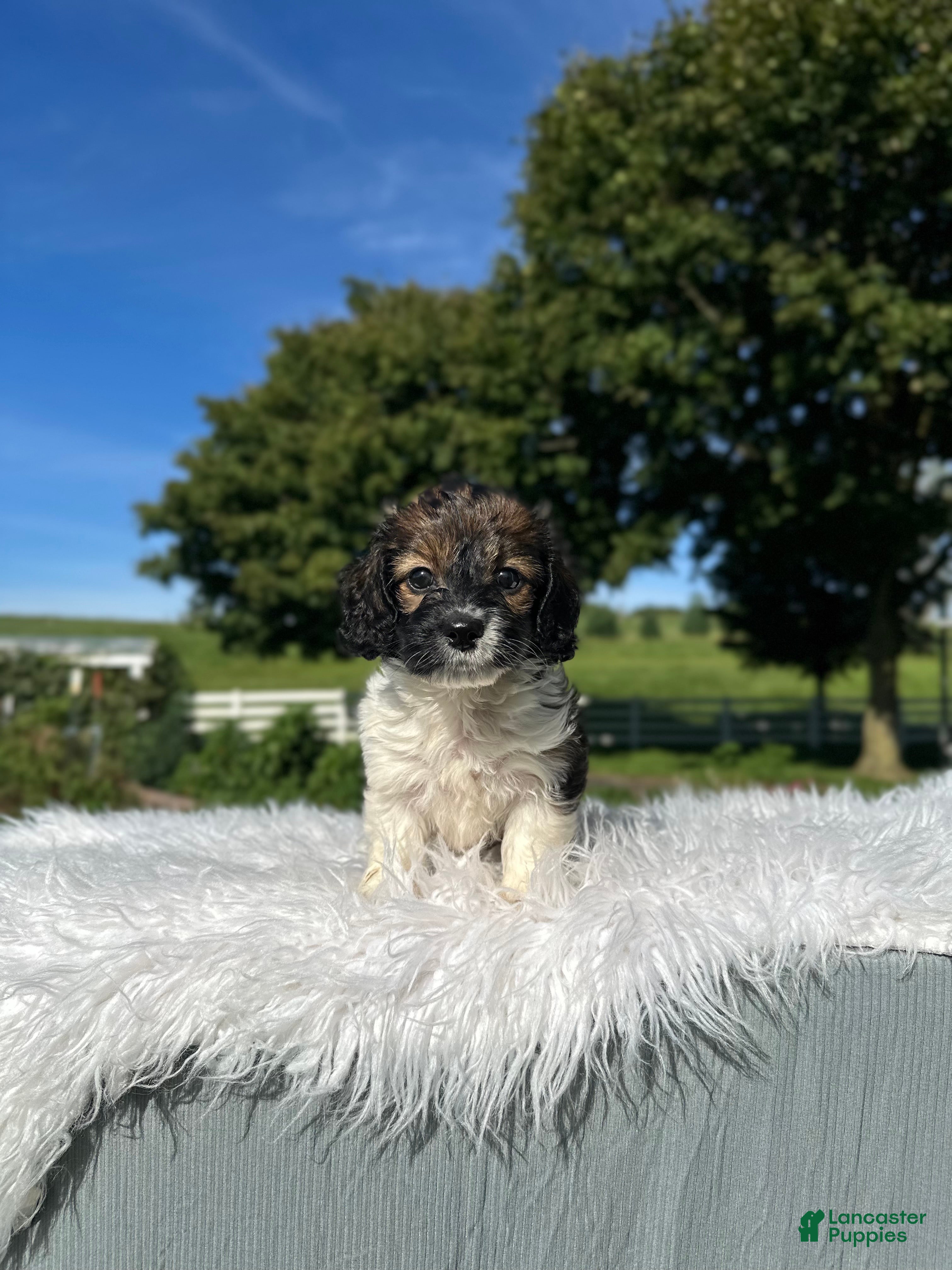 Doxiepoo dogs Clove - Ad 1