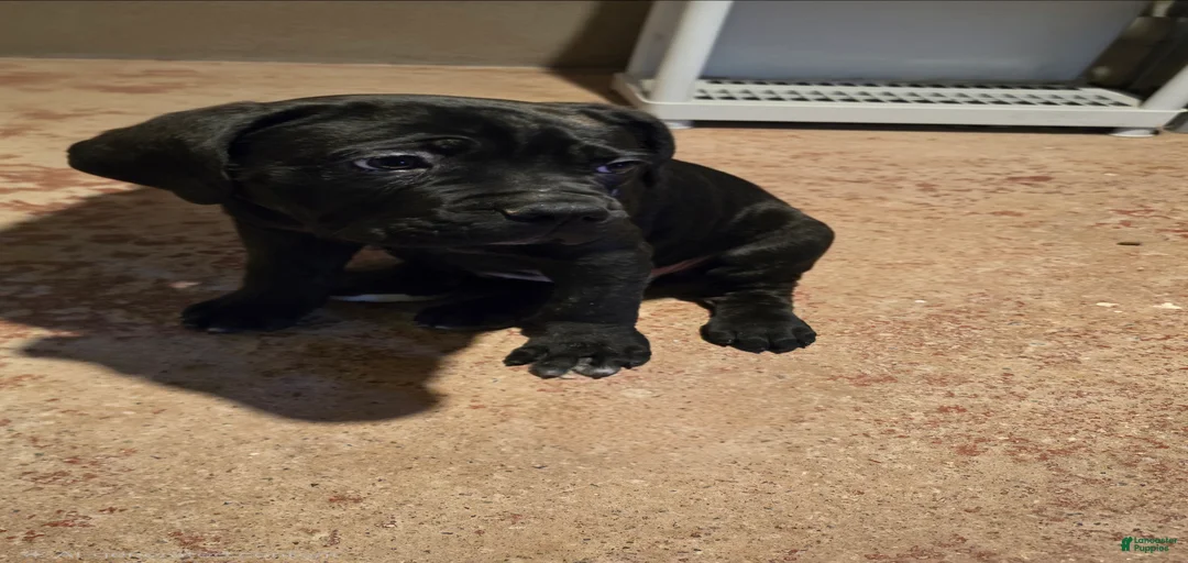 Gallery Image {{count}}