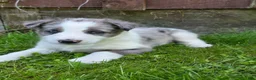 Border Collie dogs for sale: Hank - Ad 2
