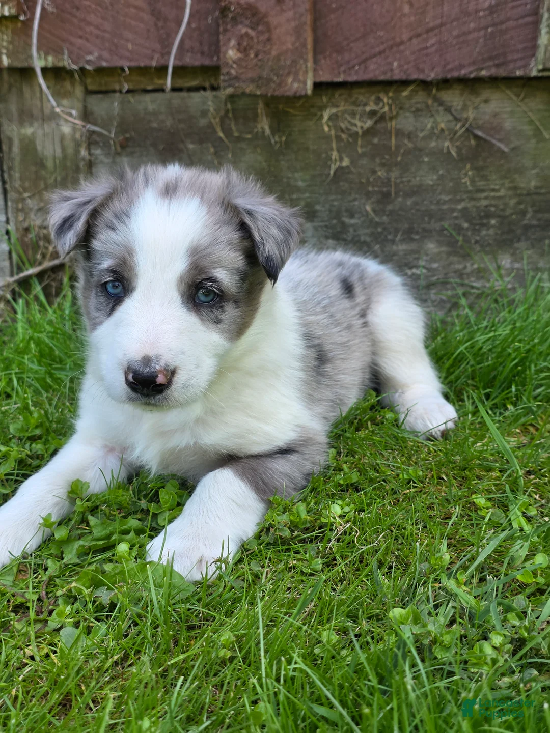 Border Collie dogs for sale: Hank - Ad 2