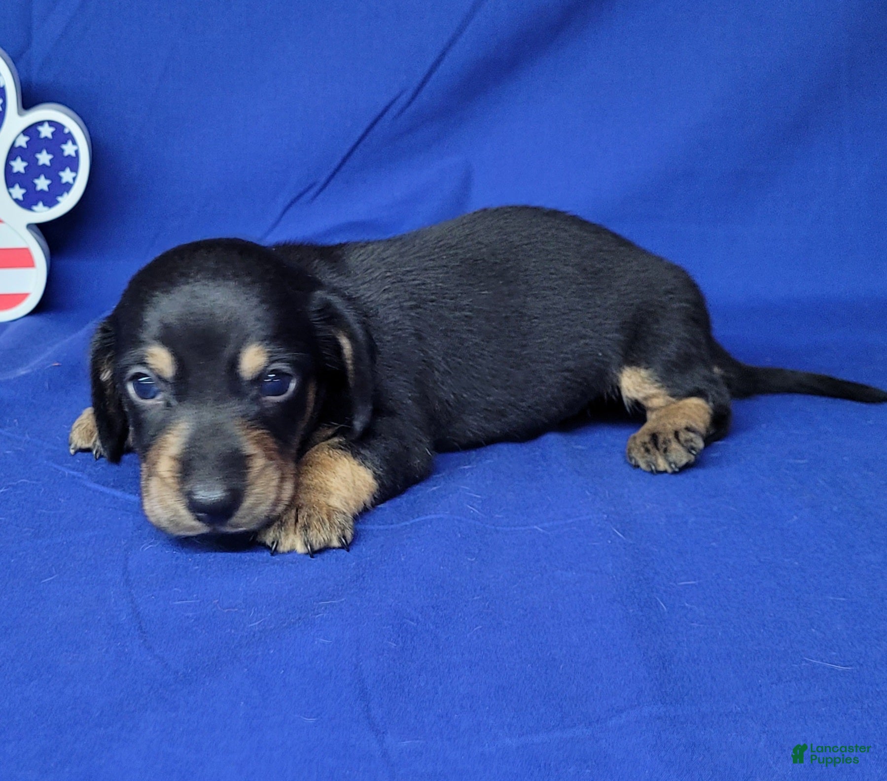 Miniature Dachshund dogs AKC Levi - Ad 2