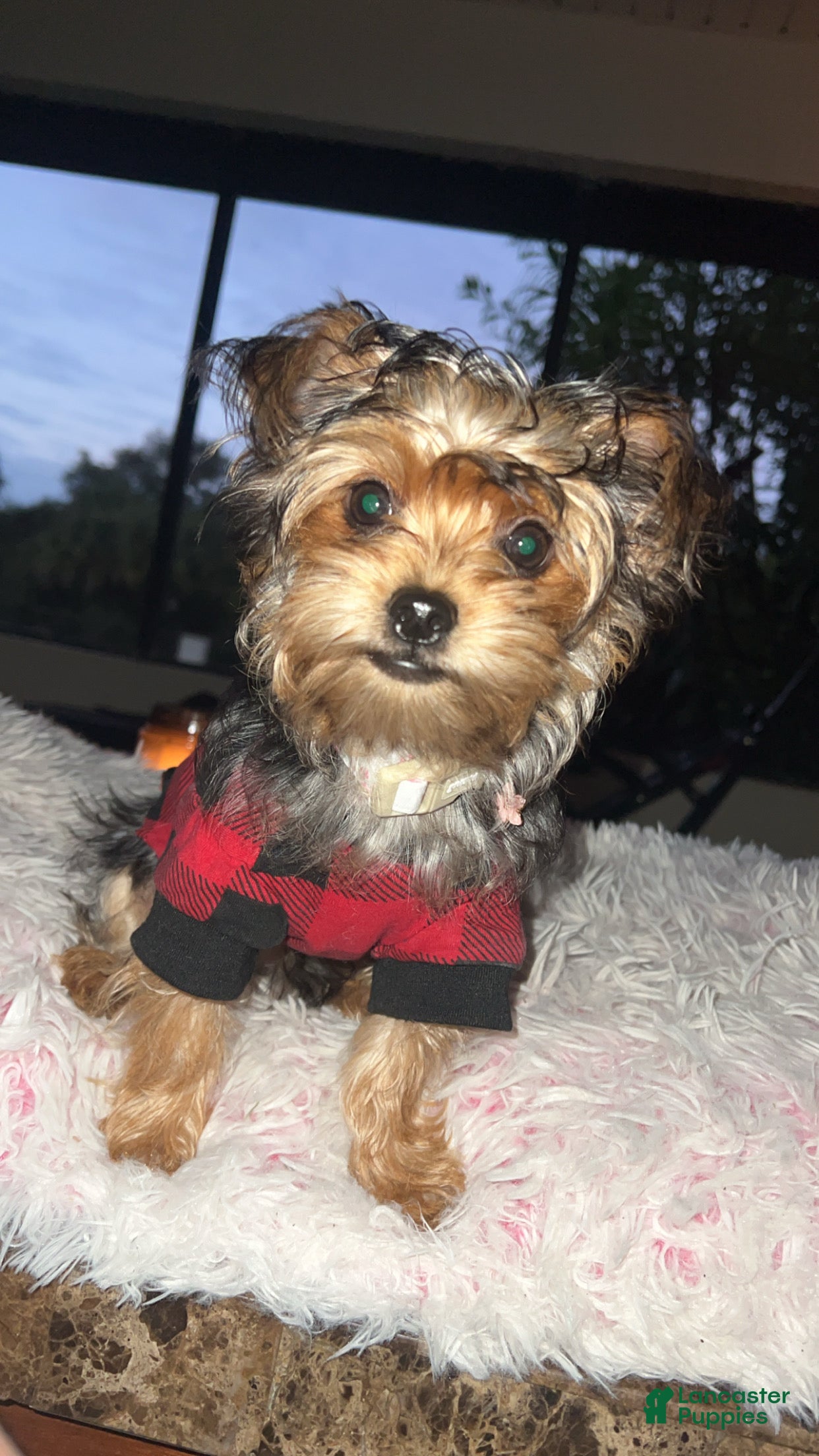 Mixed Breed dogs for sale: Mixed Breed 1 - Ad 29