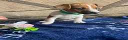 Jack Russell Terrier dogs for sale: Minnie - Ad 2