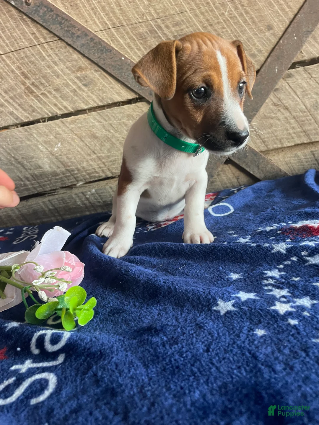 Jack Russell Terrier dogs for sale: Minnie - Ad 2