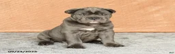 Cane Corso dogs for sale: Roman - Ad 4