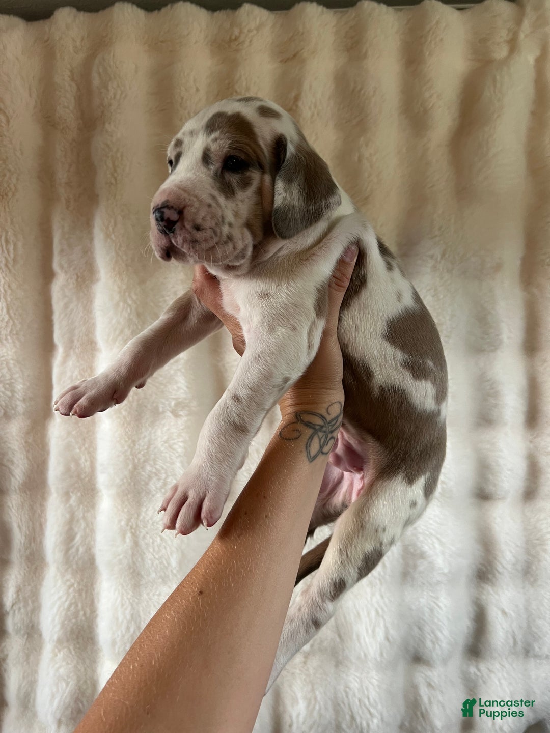 Great Dane dogs for sale: Snuggler  - Ad 1
