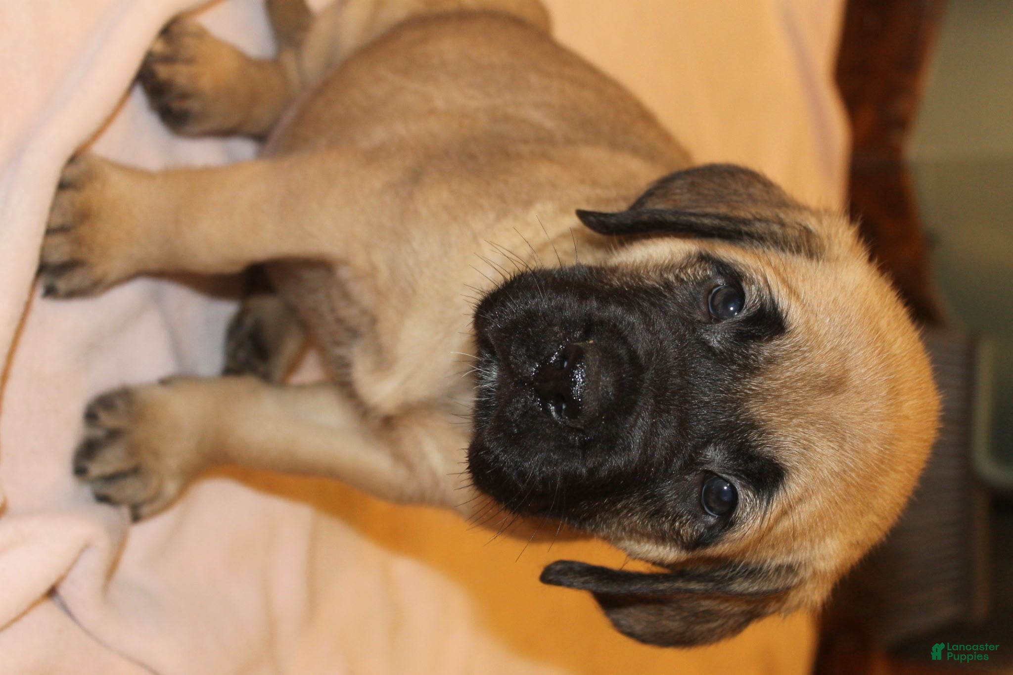 English Mastiff dogs English Mastiff 1 - Ad 2