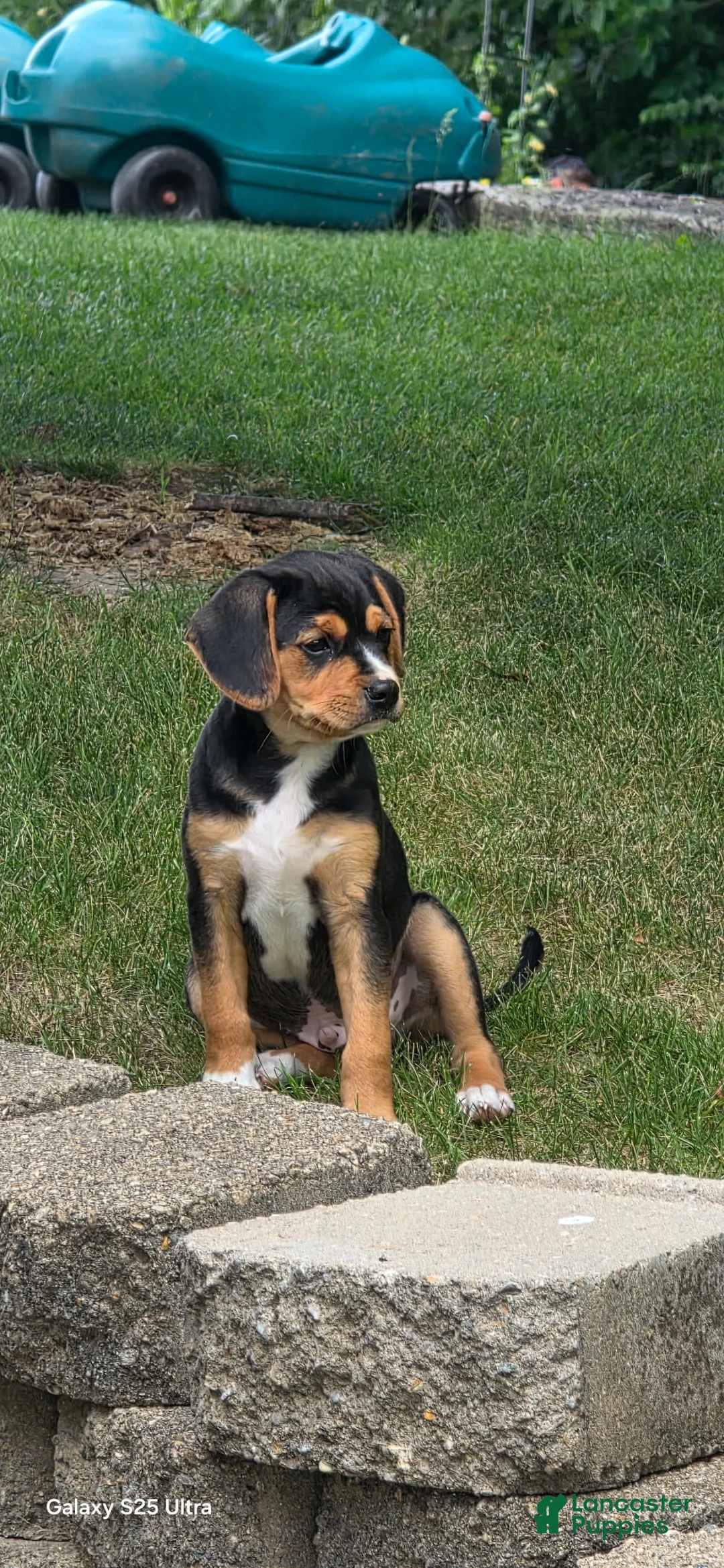 Mixed Breed dogs for sale: Blaze - Ad 2