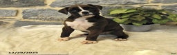 Boxer dogs for sale: Callie - Ad 1