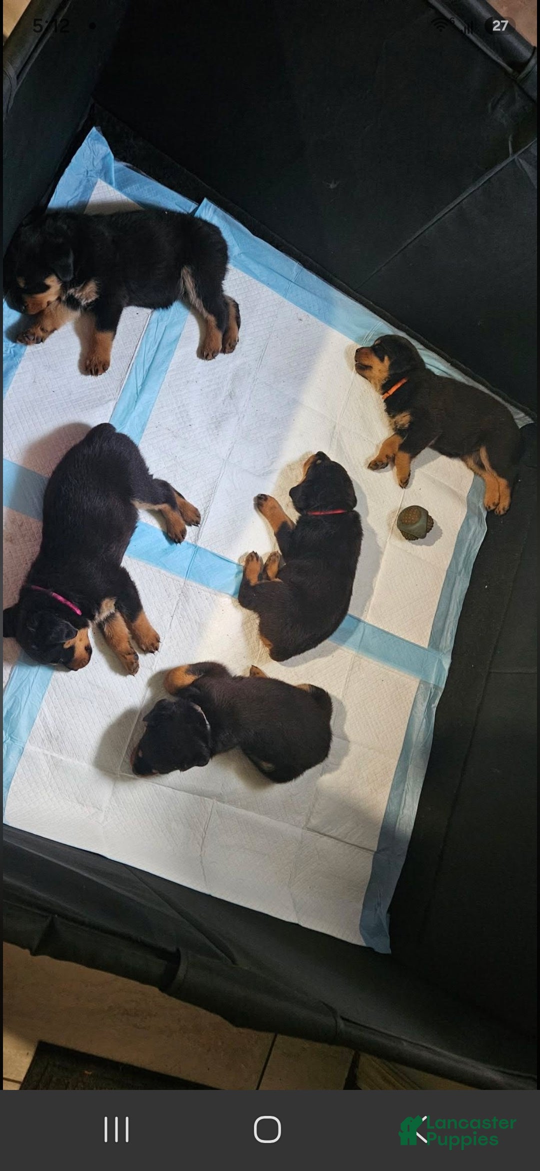 Rottweiler dogs Minnie - Ad 1