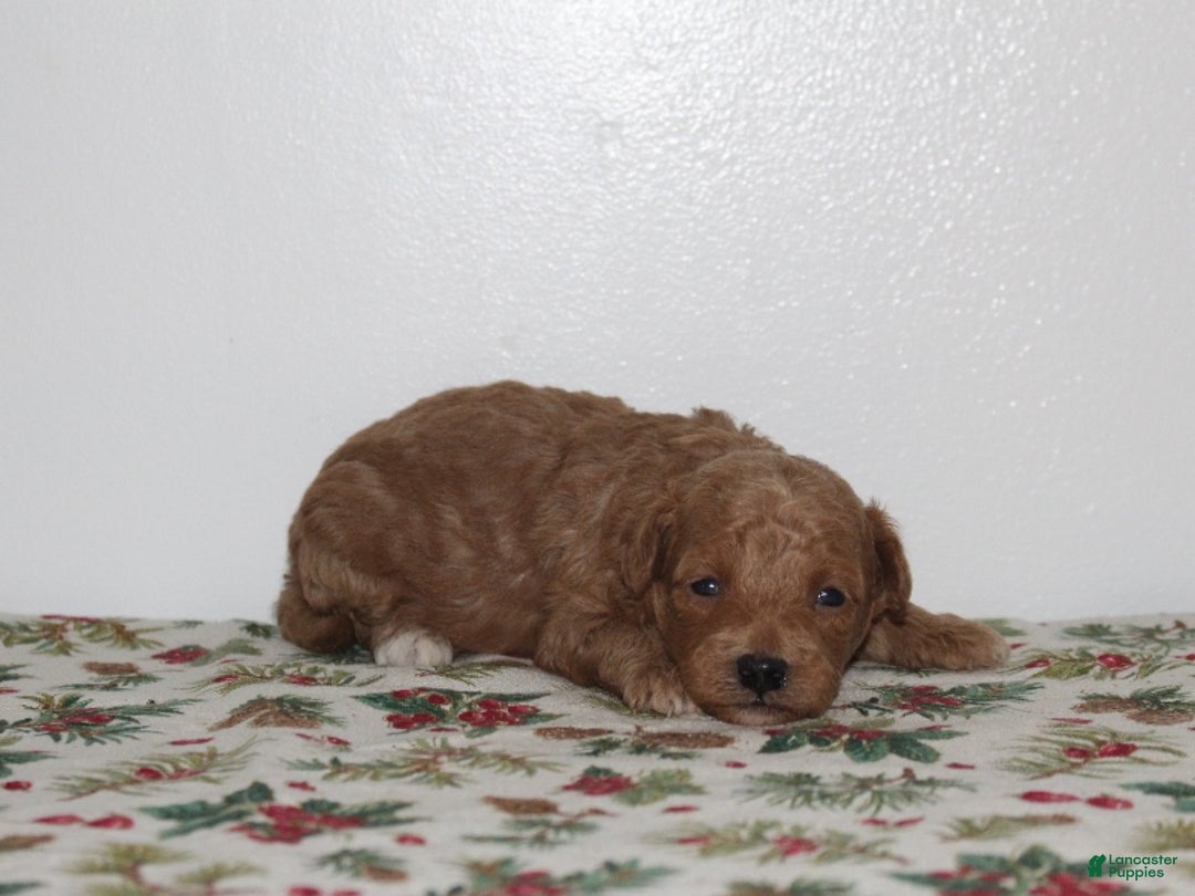 Miniature Poodle dogs for sale: Gina - Ad 4
