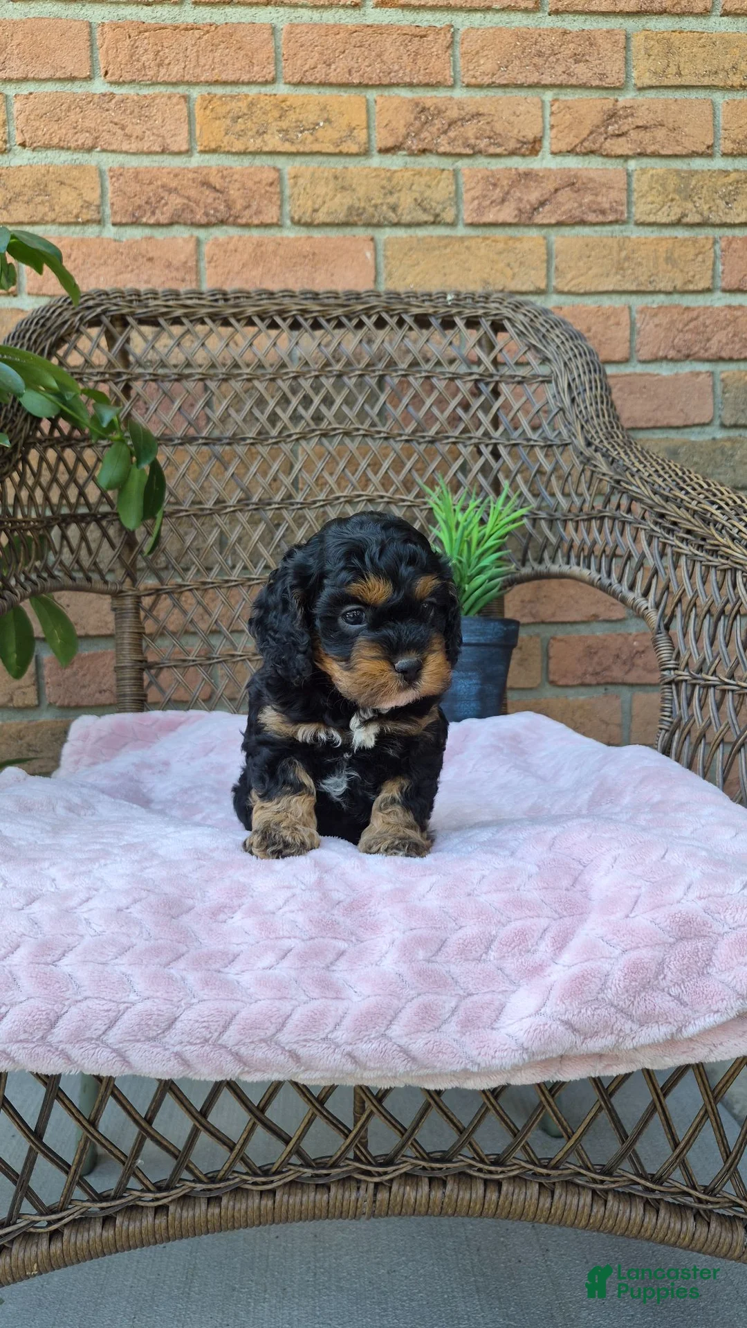 Cockapoo dogs for sale: Ellie - Ad 1