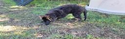 German Shepherd dogs for sale: German Shepherd 1 - Ad 4