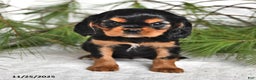 Cavalier King Charles Spaniel dogs for sale: Addy - Ad 1