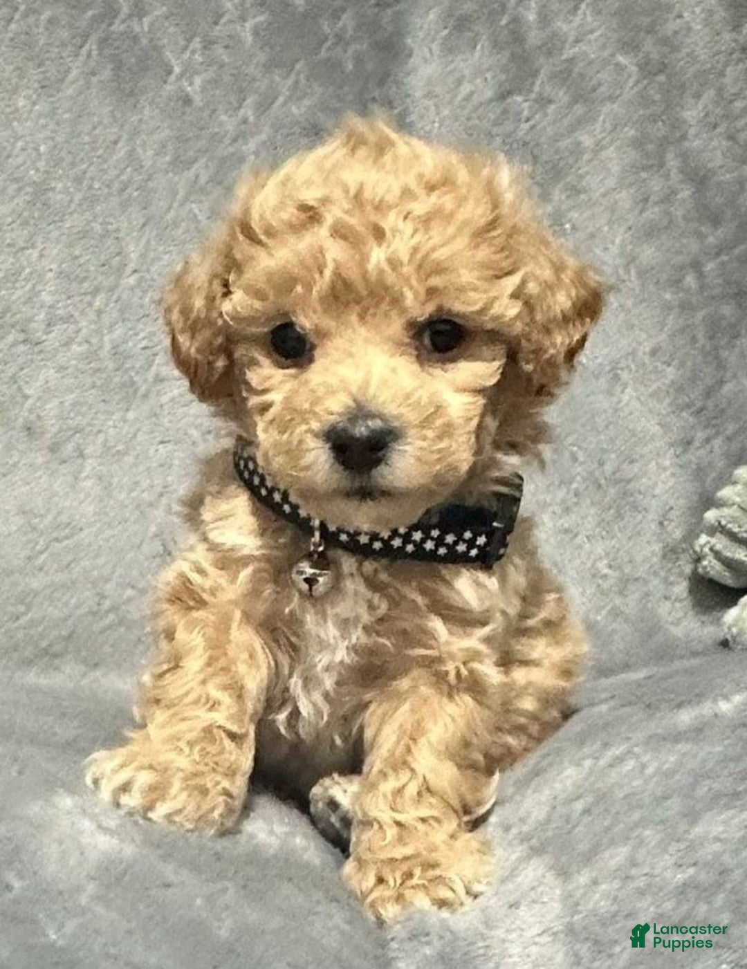 Maltipoo dogs for sale: Sam - Ad 18