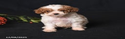 Toy Poodle dogs for sale: Teeny Tiny Echo - Ad 1