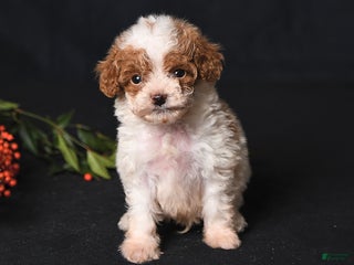 Toy Poodle dogs Teeny Tiny Echo - Ad 7