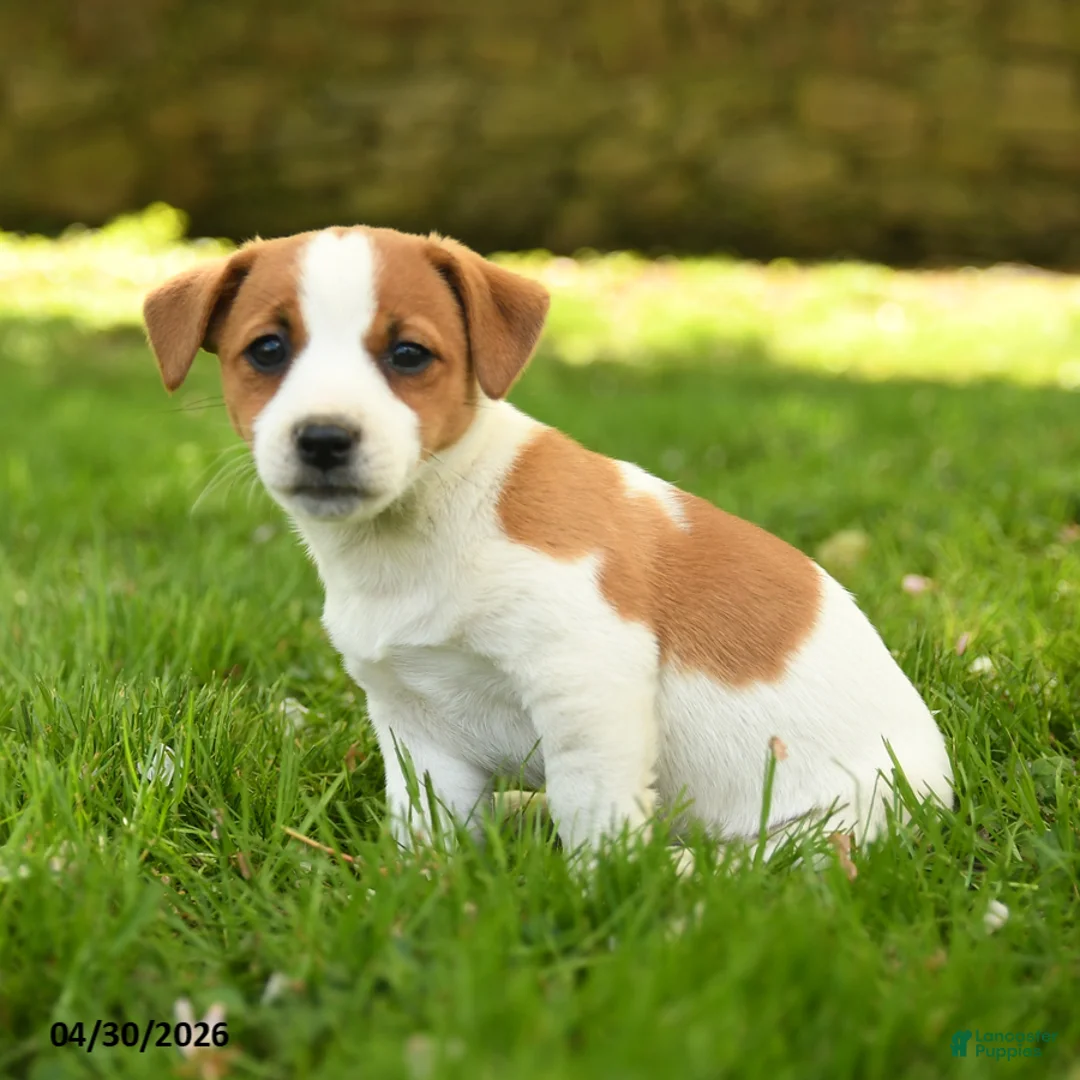 Jack Russell Terrier dogs for sale: Heather - Ad 1