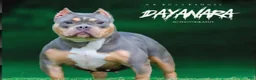 American Bully dogs for stud: Stud for sale - Ad 3