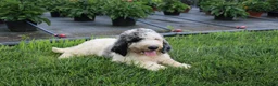Standard Poodle dogs for sale: Buddy - Ad 4