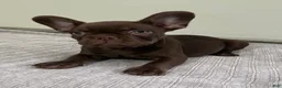 French Bulldog dogs for sale: Bear - Ad 8